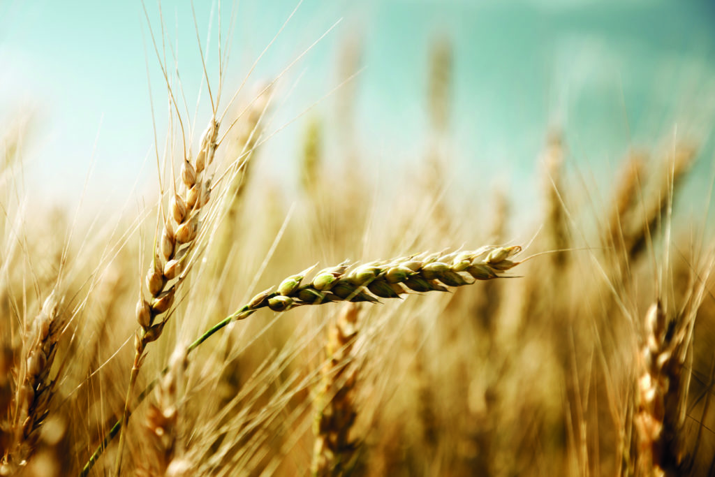 golden wheat field and sunny day BBT Agrarbuergschaft